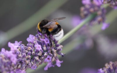 Pummel-Hummel-„Mittelfinger“